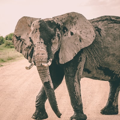 Black and white elephant standing in the way
